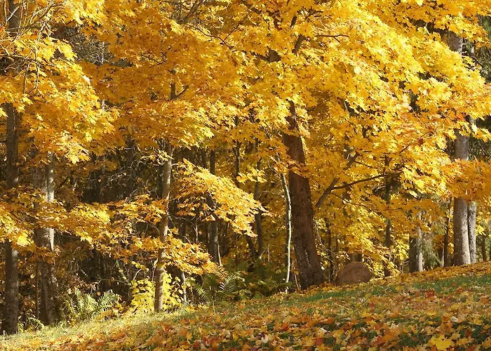 Karupesa 3* Otepää